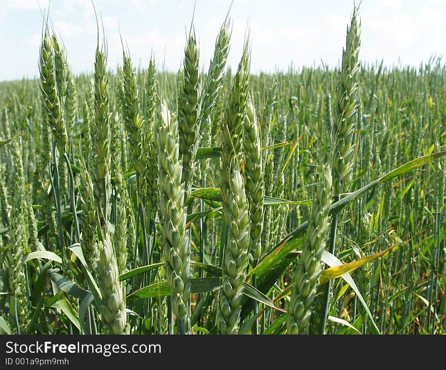 Ears of wheat