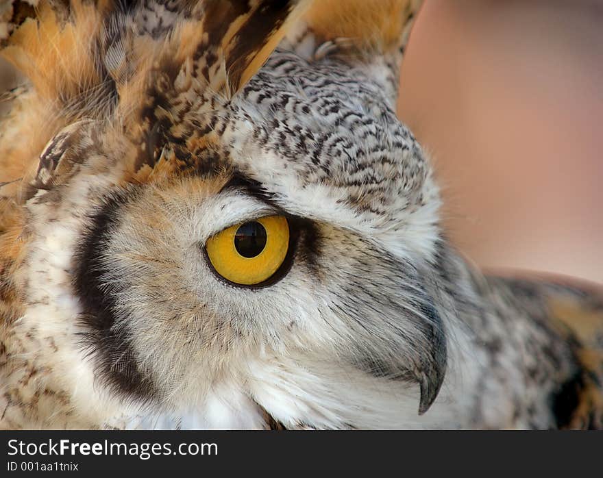 Great Horned Owl Close Up