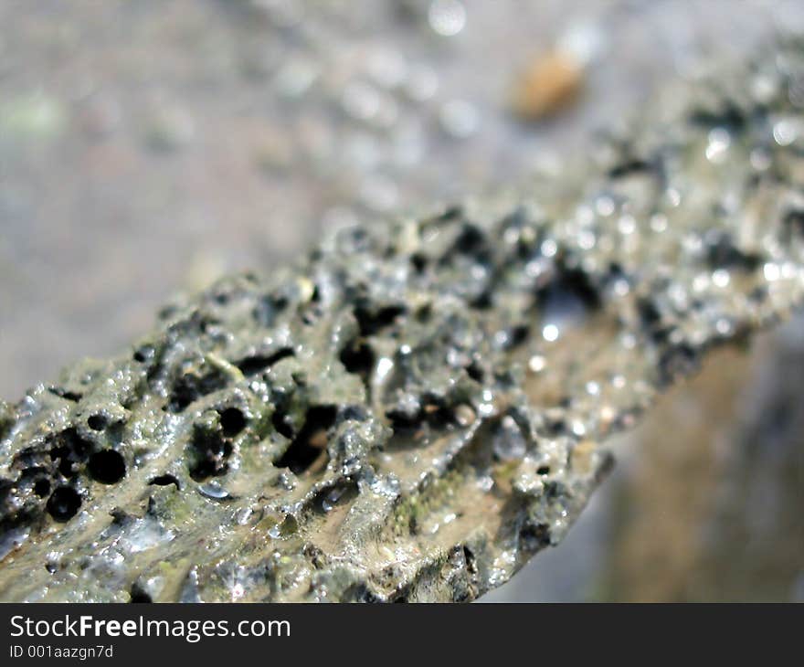 Close up of a rotten piece of wood. Close up of a rotten piece of wood.