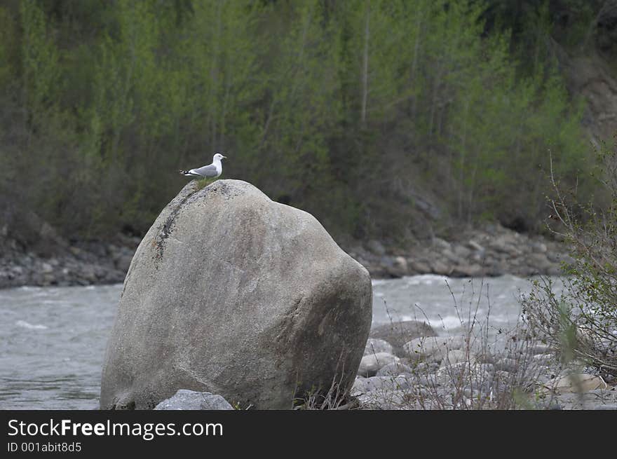 Bird perched upon a boulder along an Alaskan river. Bird perched upon a boulder along an Alaskan river