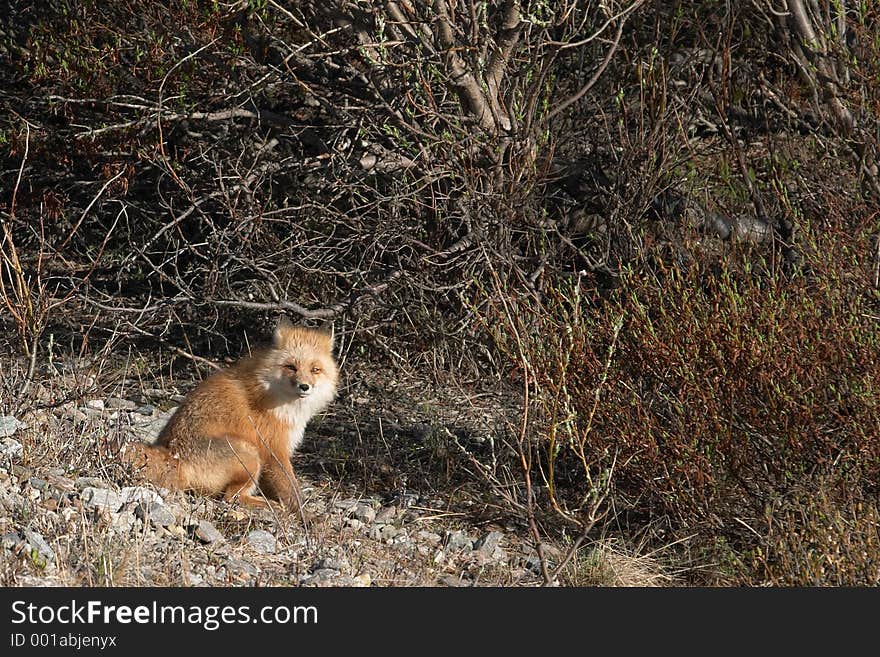 Red fox in Denali National Park, Alaska