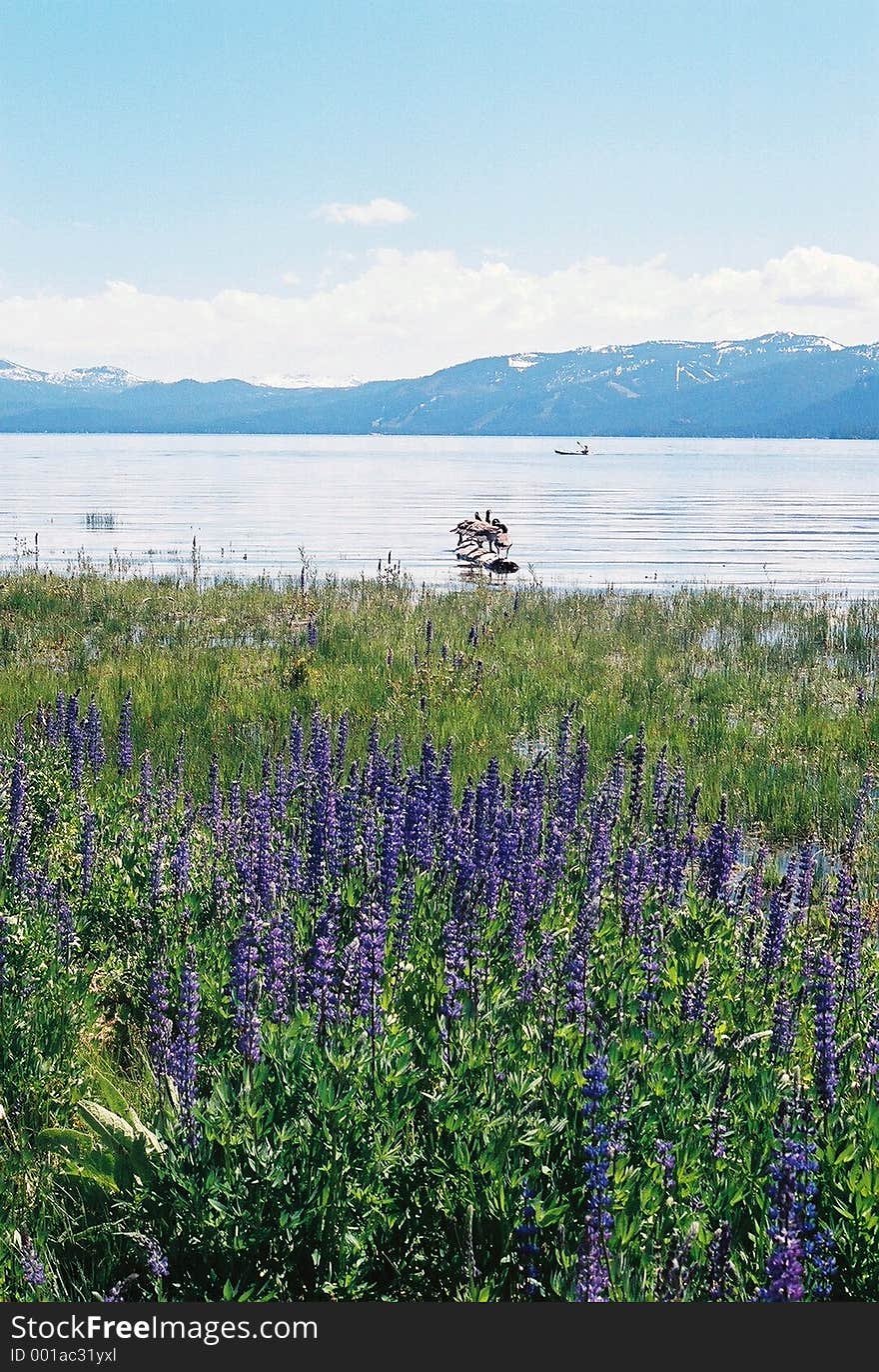 Lake tahoe with mountains and purple flowers. Lake tahoe with mountains and purple flowers