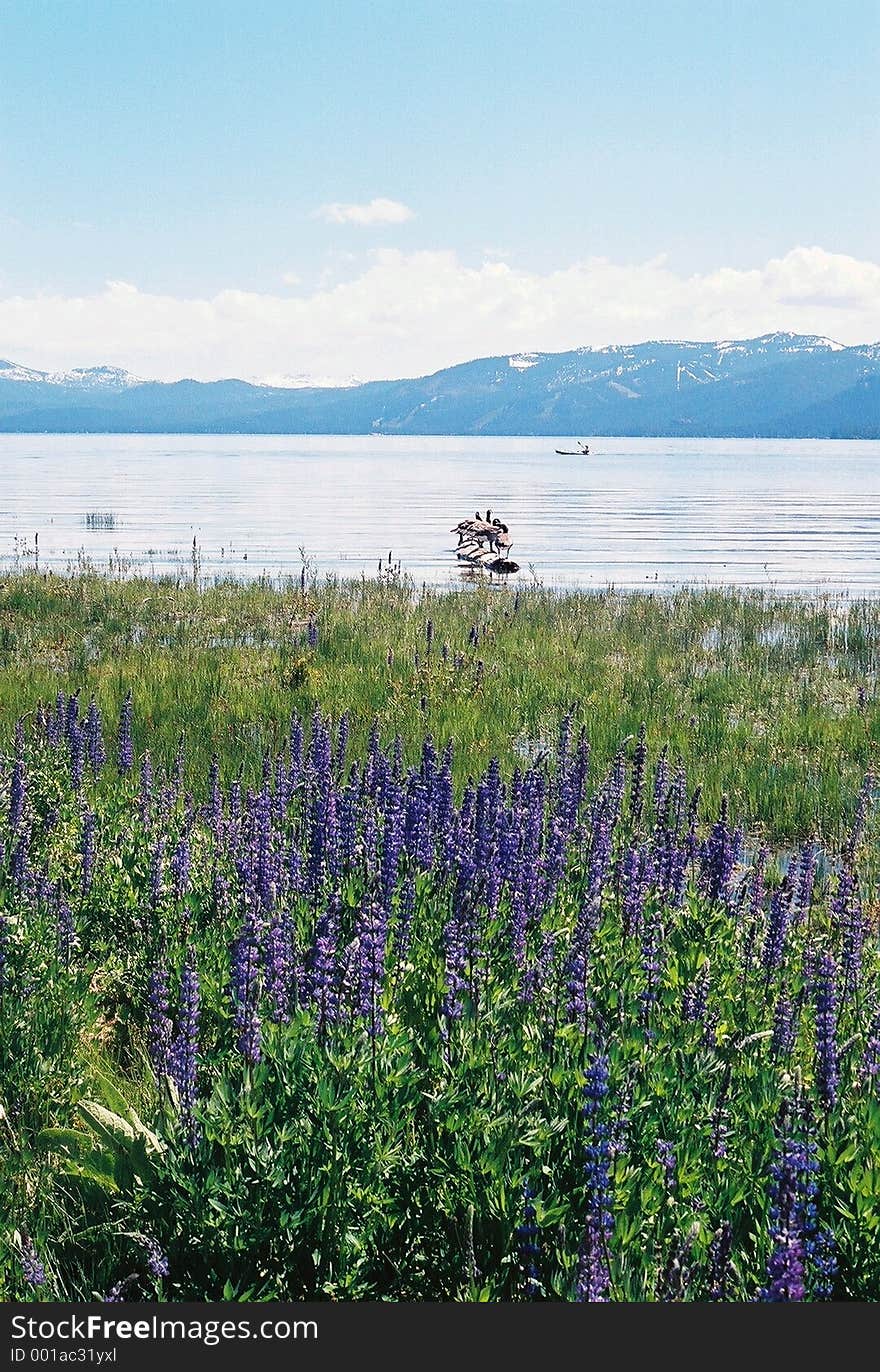 Lake tahoe nevada with mountains and flowers