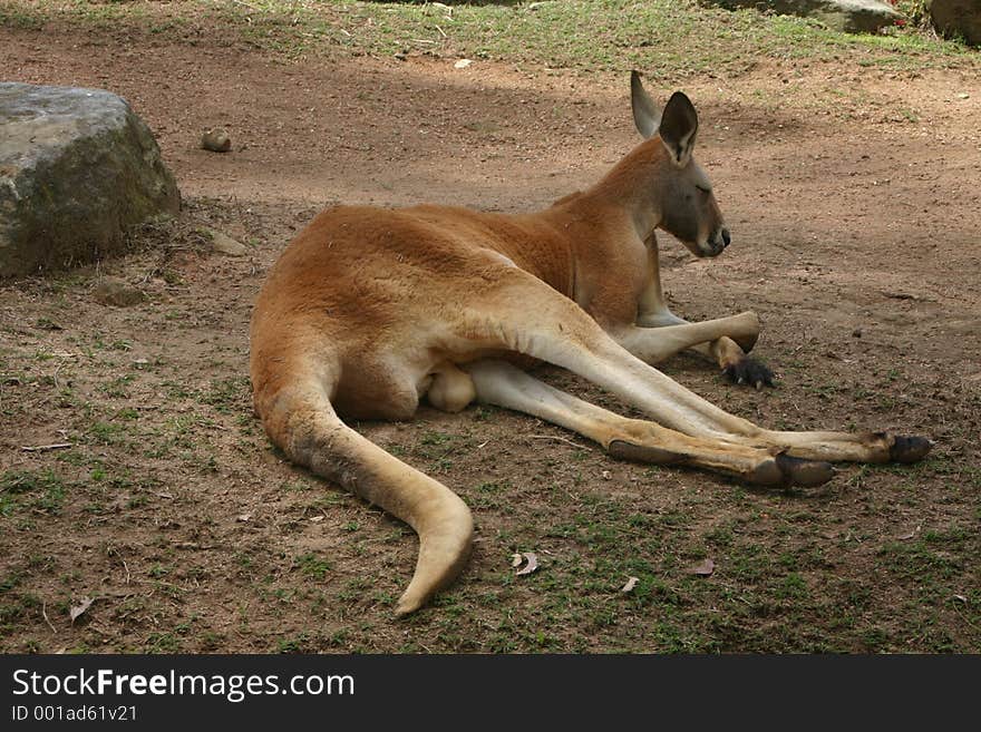 Red kangaroo