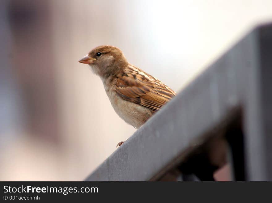 A close up of a small brown finch perched on a fence in downtown Cleveland Ohio. A close up of a small brown finch perched on a fence in downtown Cleveland Ohio.