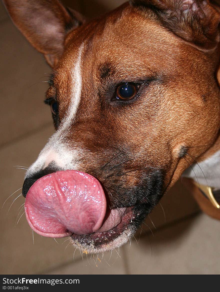 Close up of dog and his tongue. Close up of dog and his tongue