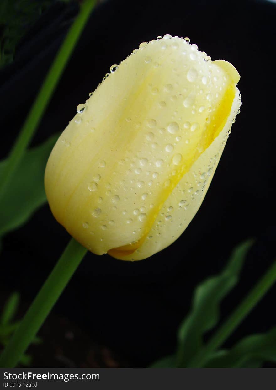 Dewy yellow tulip