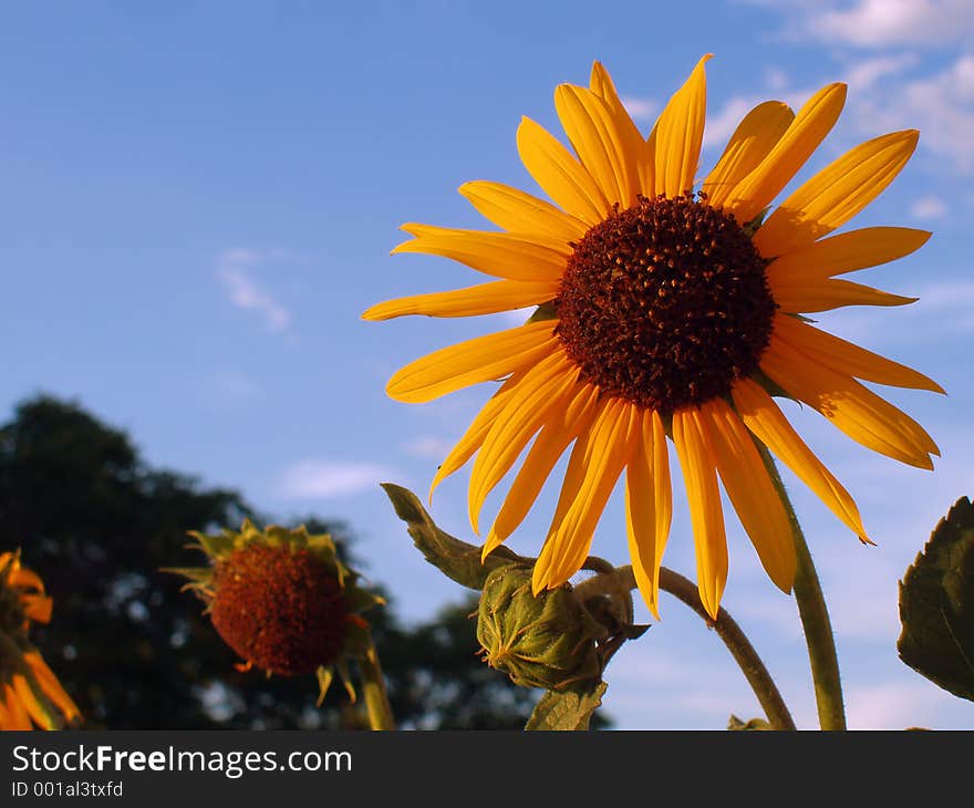 Sunset Flower