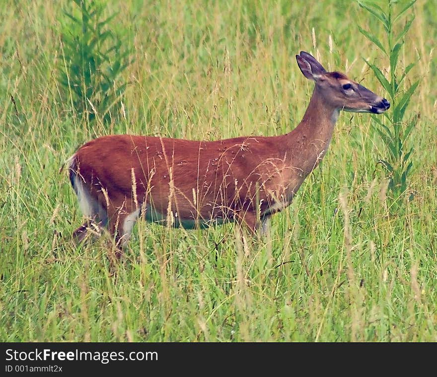 In the Grass