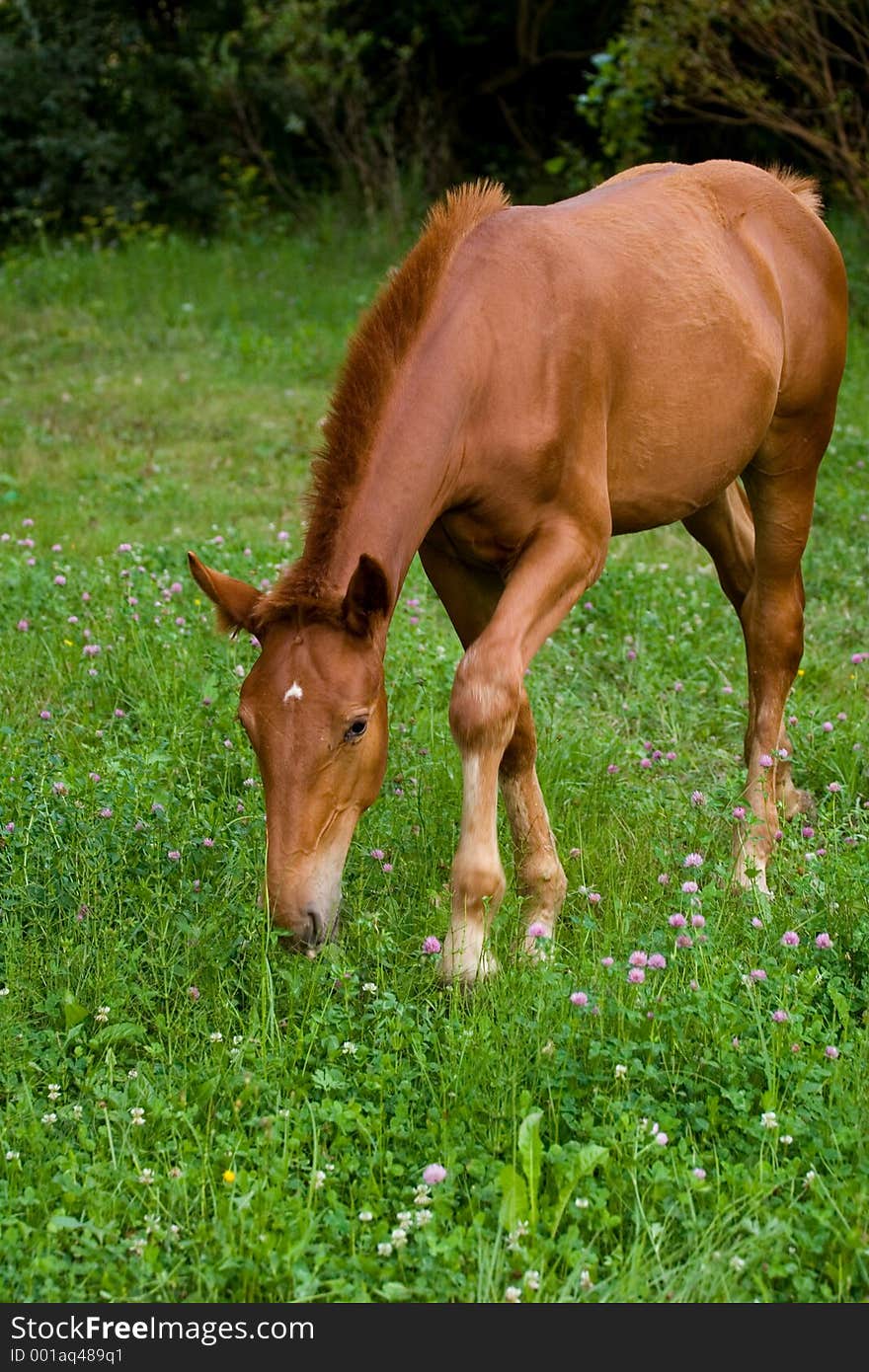 Foal feeding