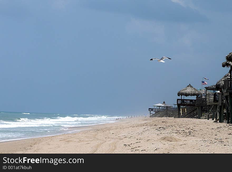 Gull at the Beach