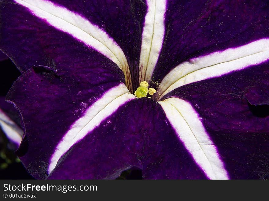 The center of a purple and white petunia creates a five pointed star, yellow pistil sit in the center. The center of a purple and white petunia creates a five pointed star, yellow pistil sit in the center.