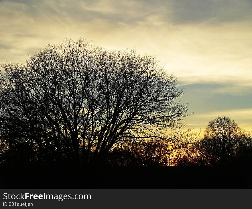 Bare trees against setting sun. Bare trees against setting sun