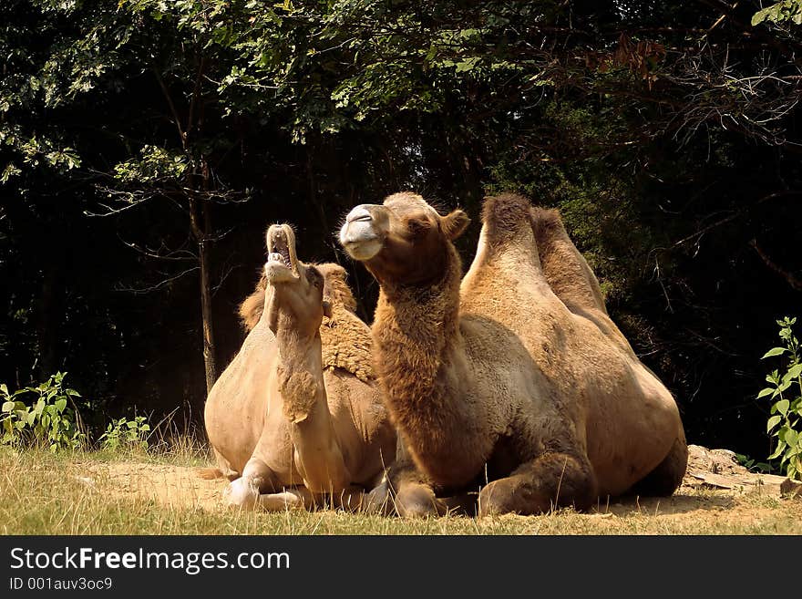 A camel couple, one is yawning. A camel couple, one is yawning.