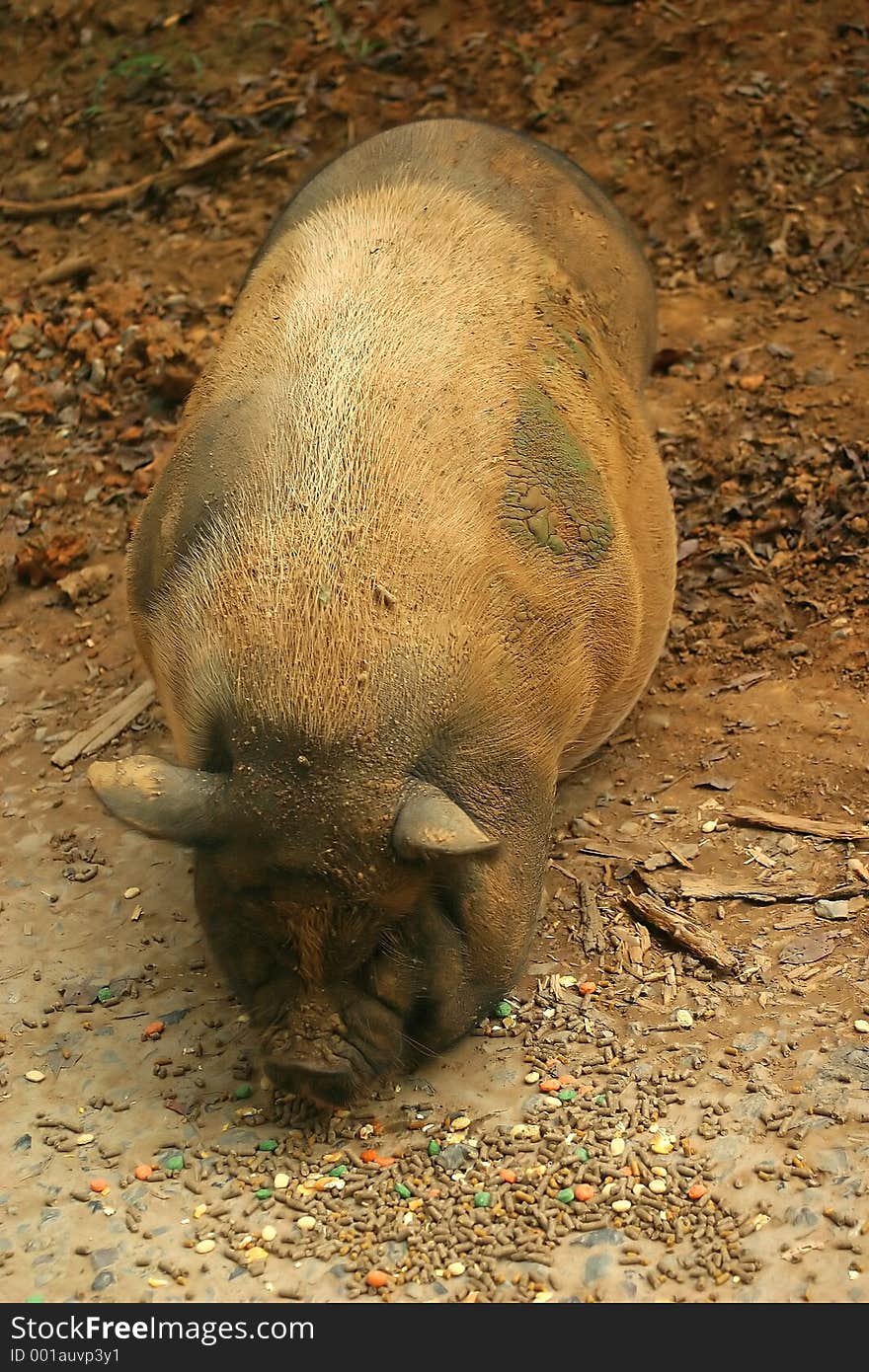 A pot bellied pig eating in the woods.