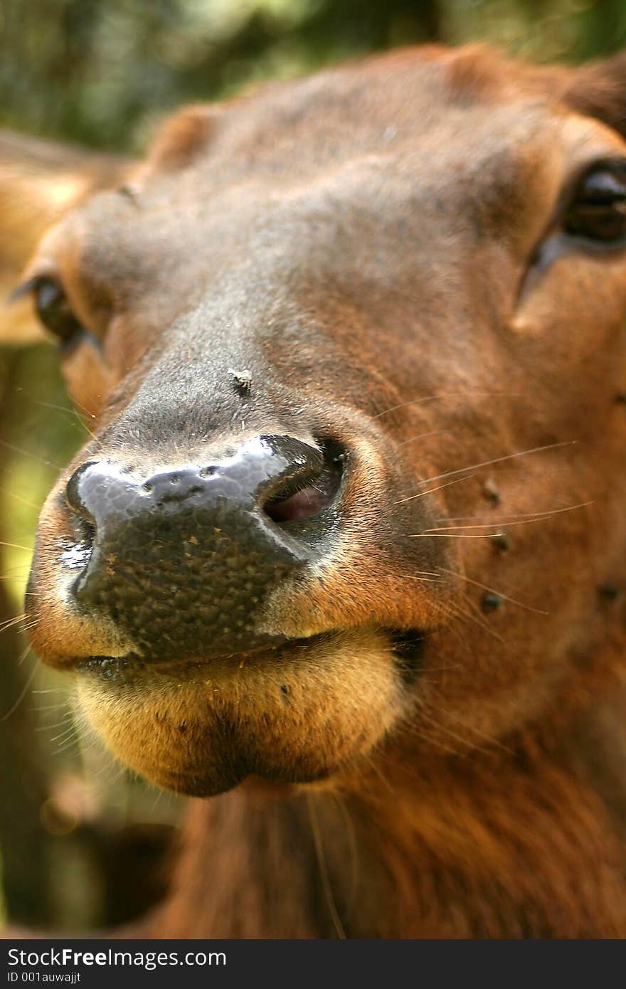 Deer Nose