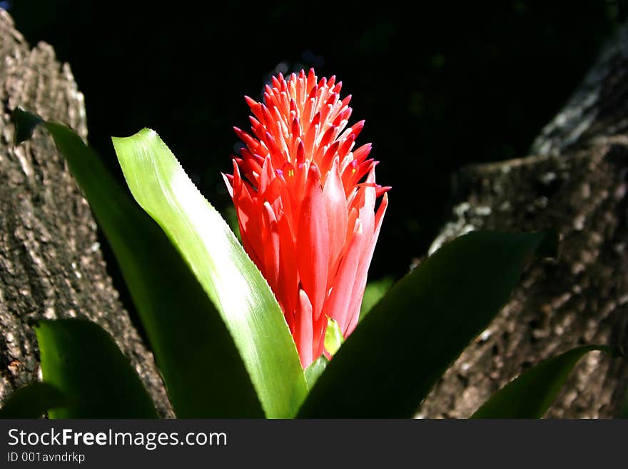 Bright red bromiliad,just before opening, between two tree trunks in bright sunshine and blackground. Bright red bromiliad,just before opening, between two tree trunks in bright sunshine and blackground