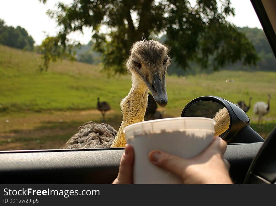 An emu/ostrich being fed from a bucket. An emu/ostrich being fed from a bucket.