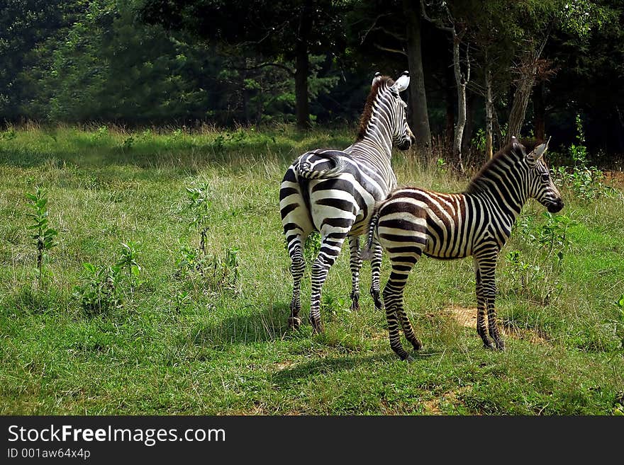 A mom and baby zebra. A mom and baby zebra