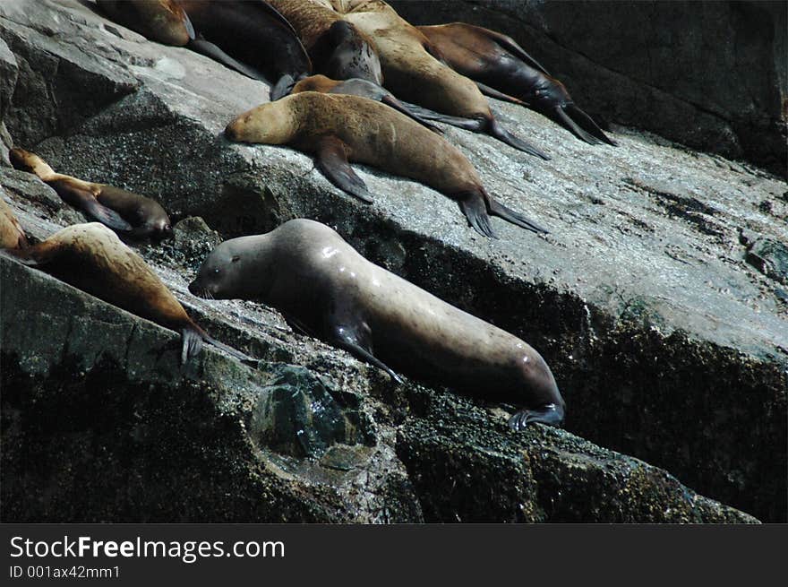 A female Steller's Sea Lion climbing up a rock