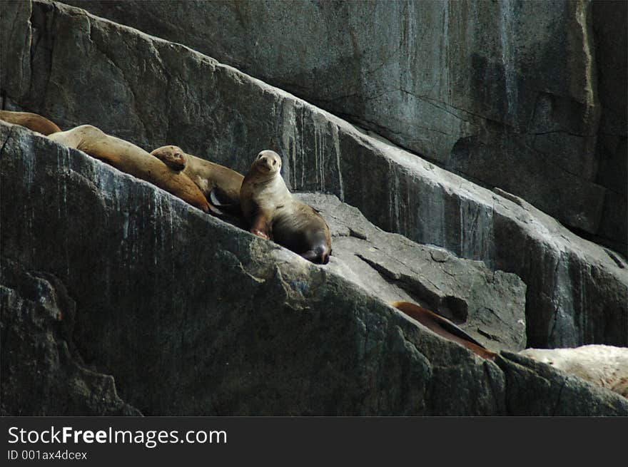 A Steller's Sea Lion female looking at you. A Steller's Sea Lion female looking at you