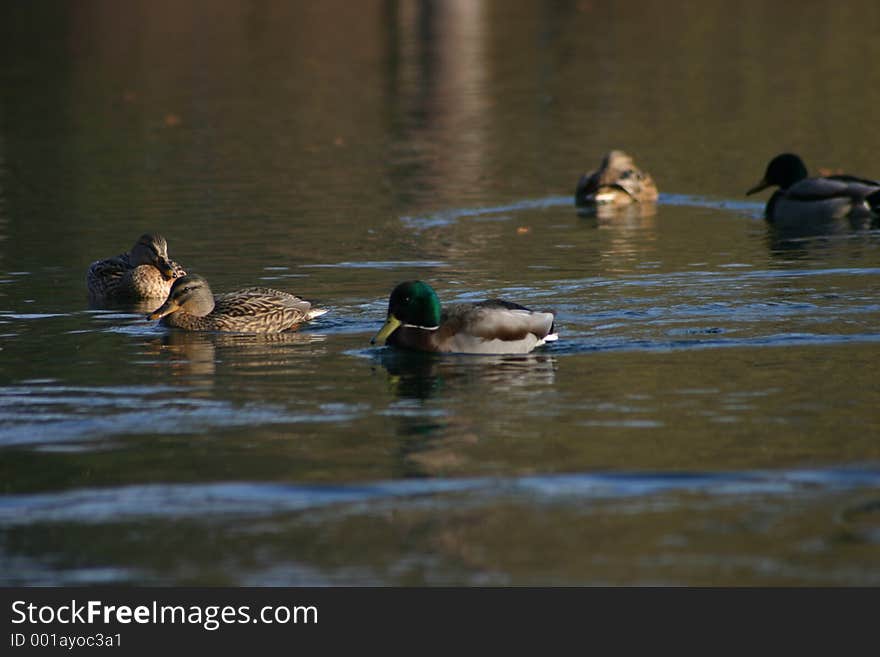 Ducks