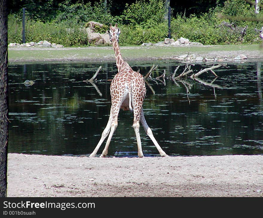 A baby-giraffe getting ready to drink. Legs spread apart. A baby-giraffe getting ready to drink. Legs spread apart.