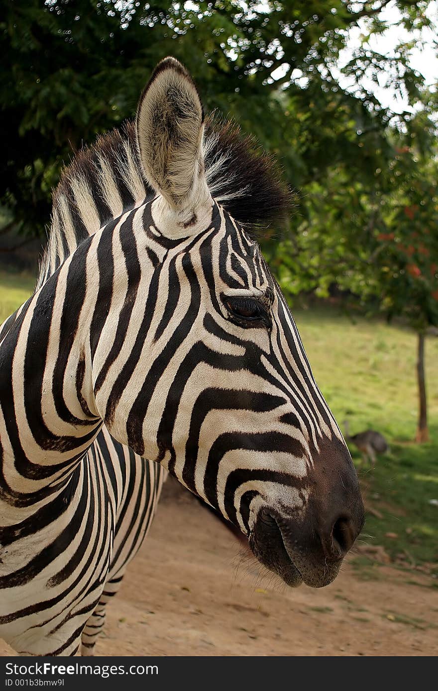 A zebra profile. A zebra profile