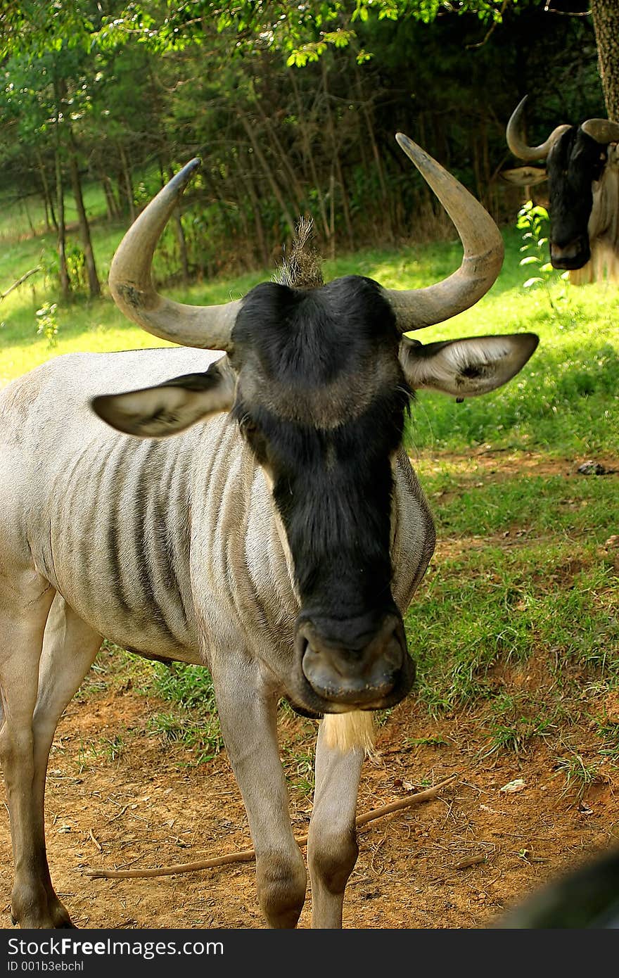 A wildebeest in a safari park.