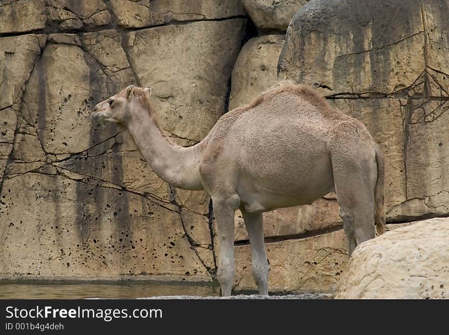 Camel