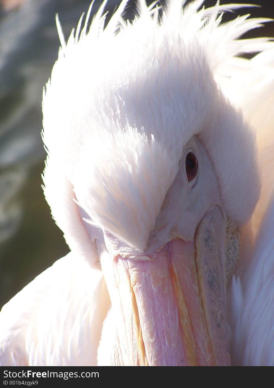 Close up shot of a pelican I took in London. Close up shot of a pelican I took in London