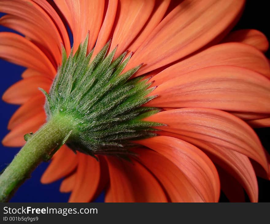 Close up of gerber daisy, focus on stem. Close up of gerber daisy, focus on stem