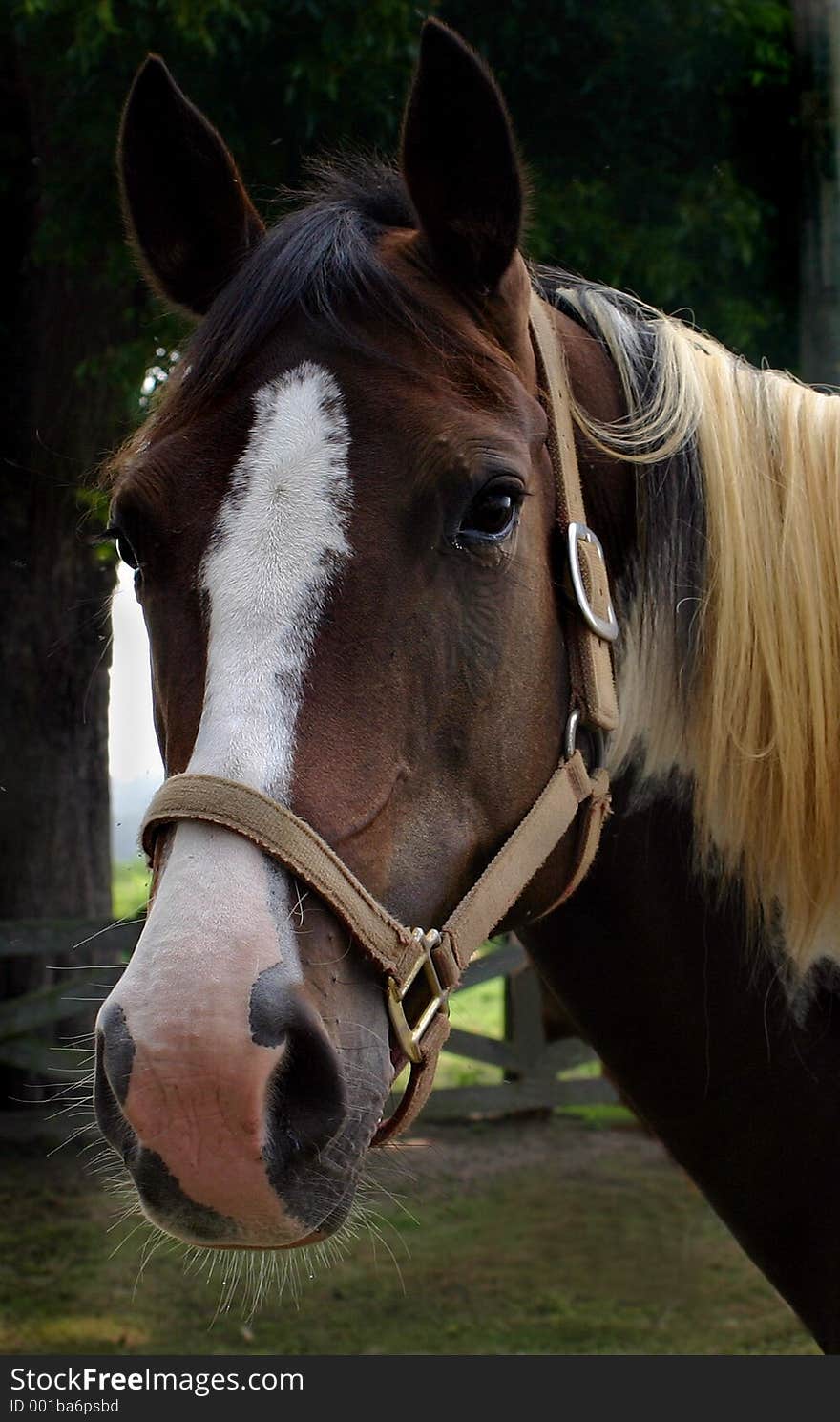 Horse portrait. Horse portrait