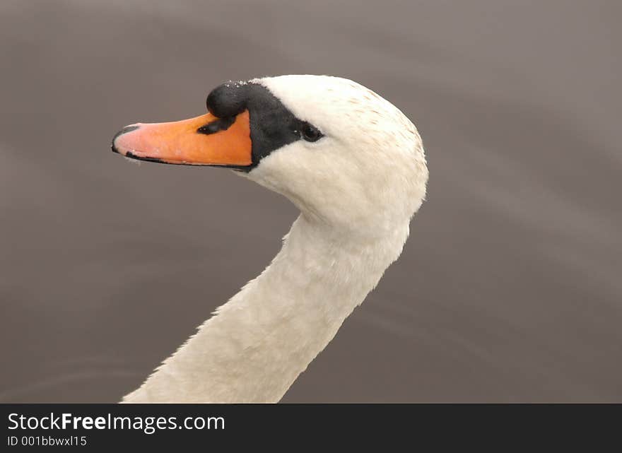 Swan Head