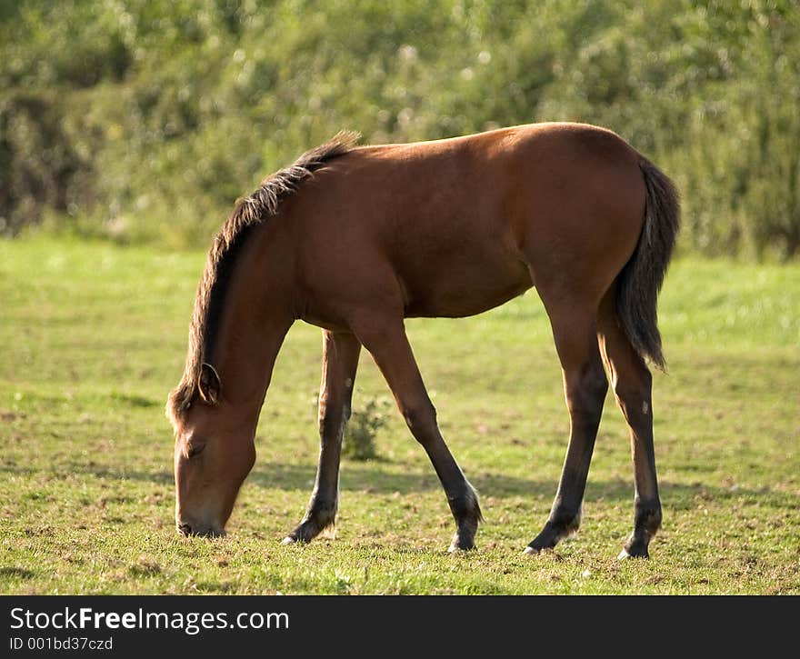 Young foal grazing in a field