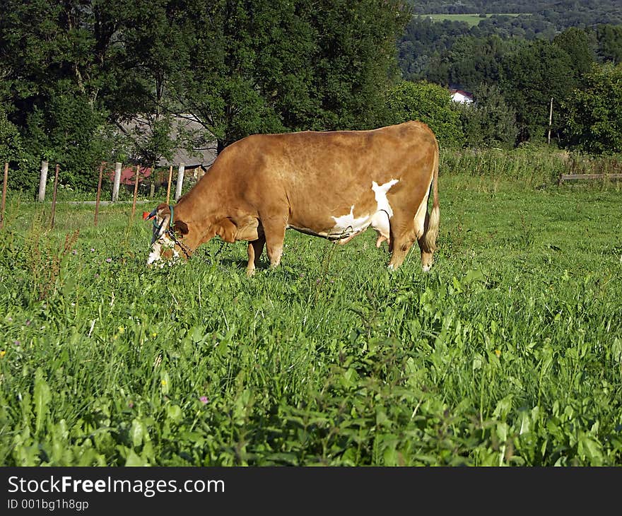 Cow on pasture