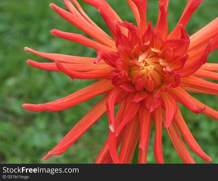 Blooming red dahlia on green background