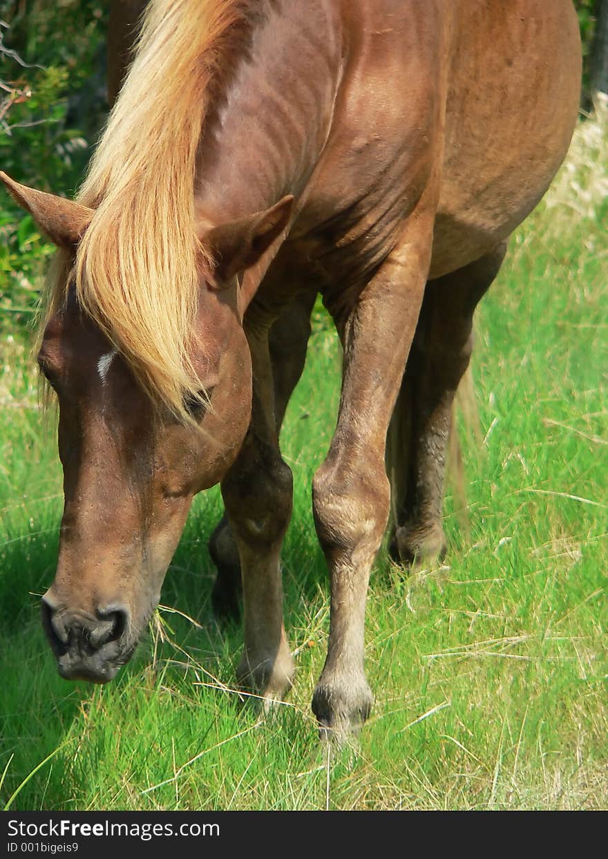 Wild pony grazing, closeup of face