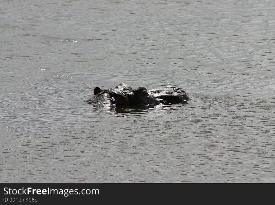 Photo of Hippopotamus taken in the Kruger National Park in South Africa