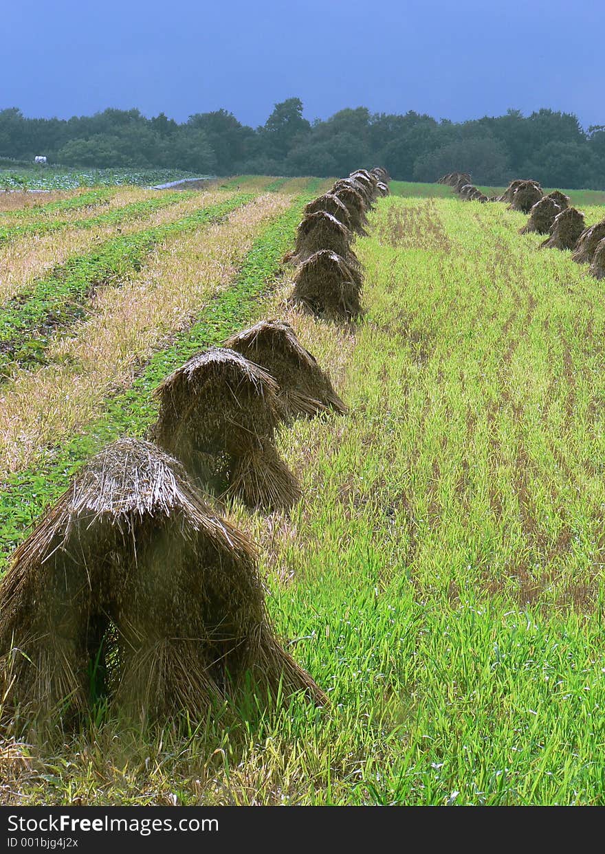 Haystacks in field in Ohio. Haystacks in field in Ohio