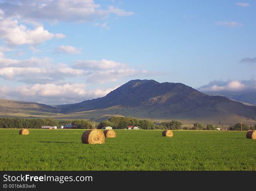 Large rolled hay stacks sit in the field waiting for the tractor to come and load them for market.