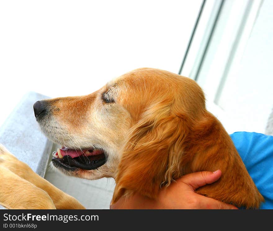 Golden retriever dog, Amy, watching people passing by. Golden retriever dog, Amy, watching people passing by.