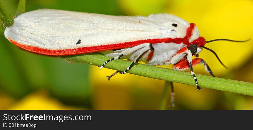 White and red moth on branch Contact: