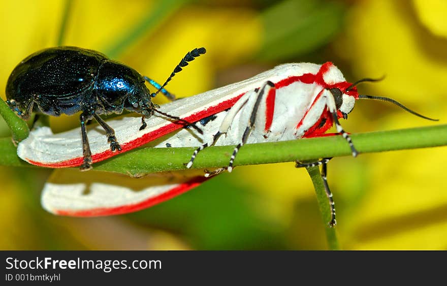 White and red moth with blue beetle on branch Contact:. White and red moth with blue beetle on branch Contact: