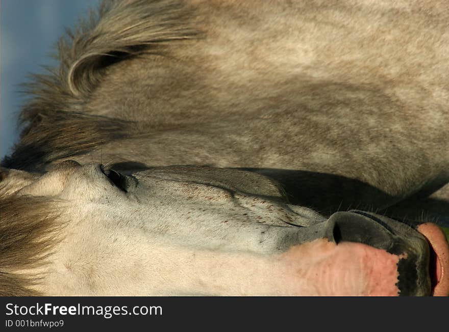 Horse (Closeup)