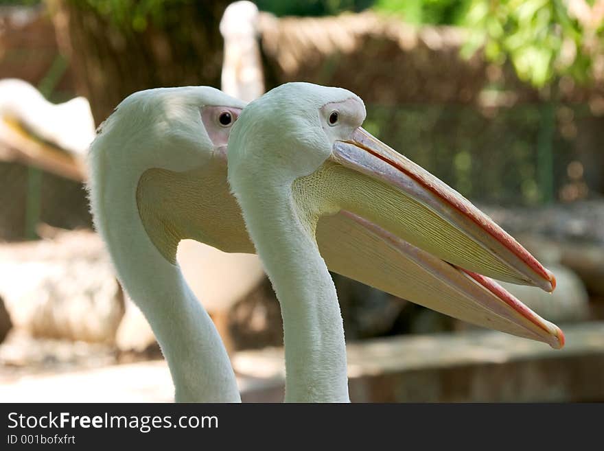 Pelican heads