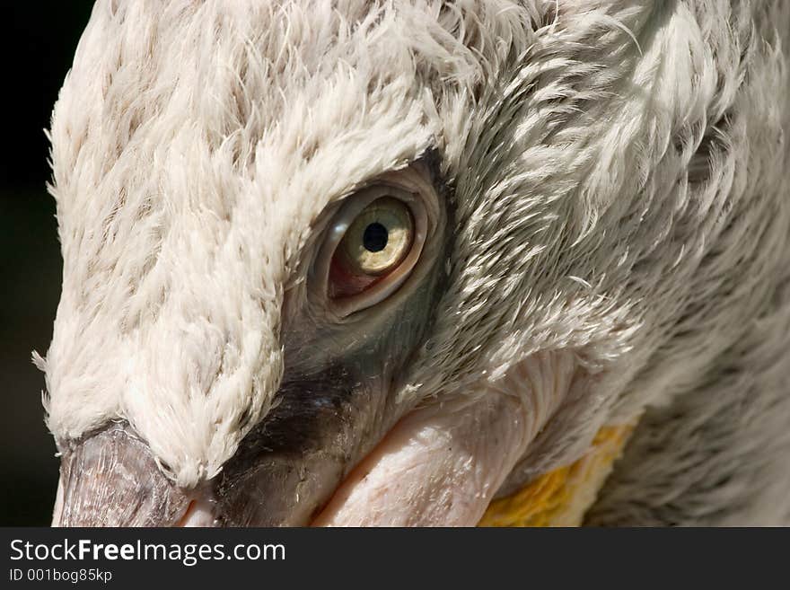 Close-up of a pelican's eye. Close-up of a pelican's eye