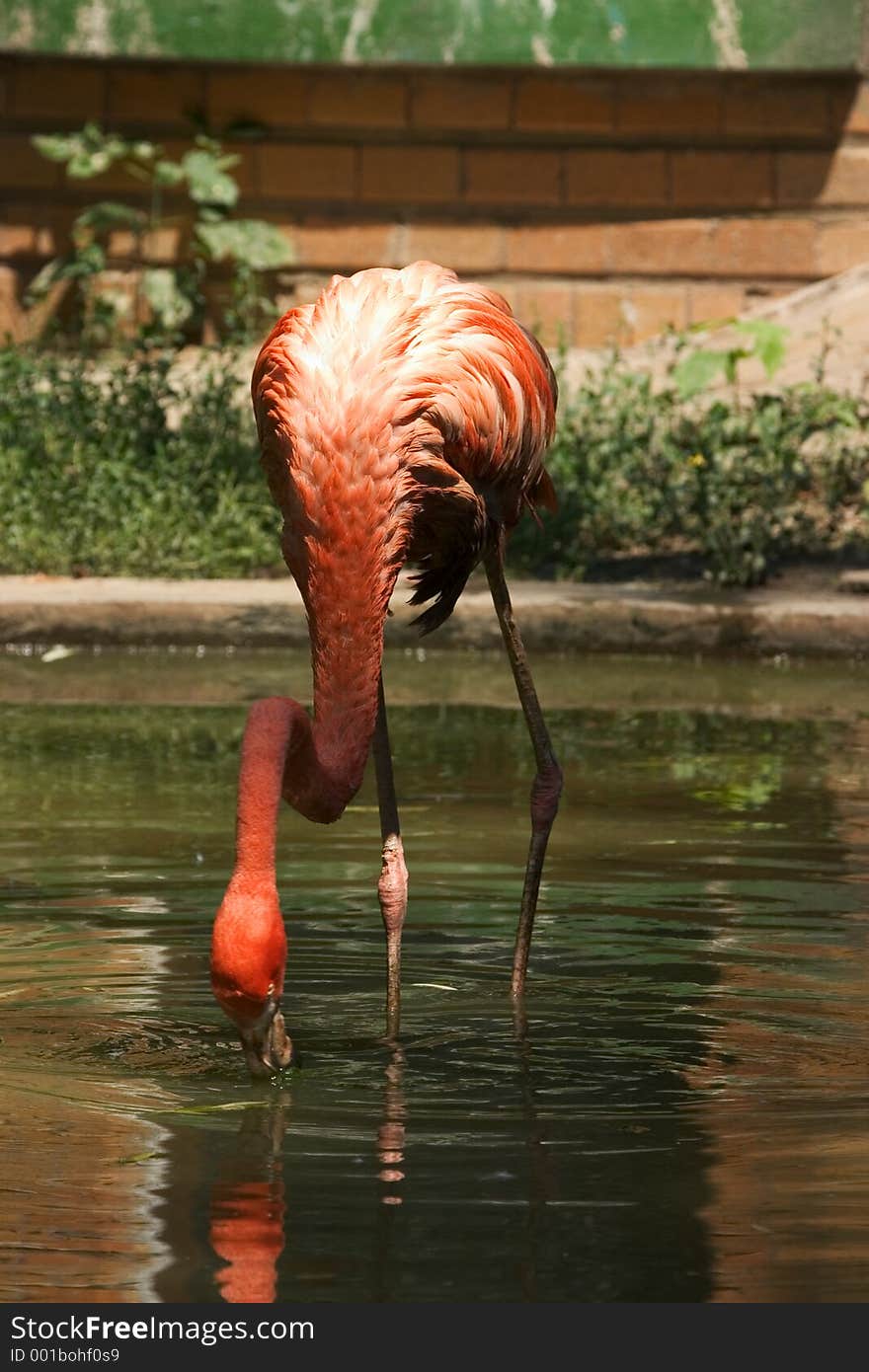 Flamingo