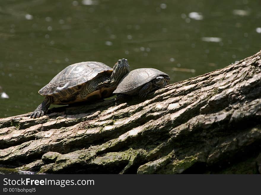 Two turtles on a log