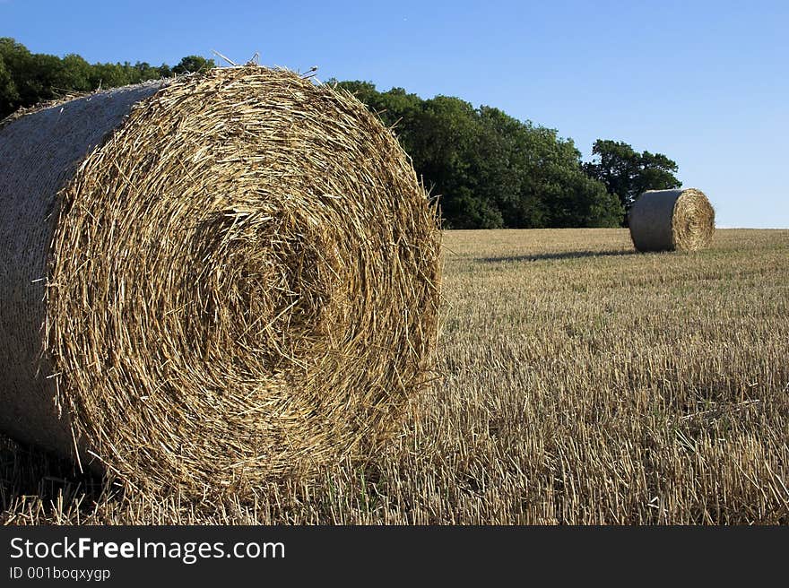 Harvest time.